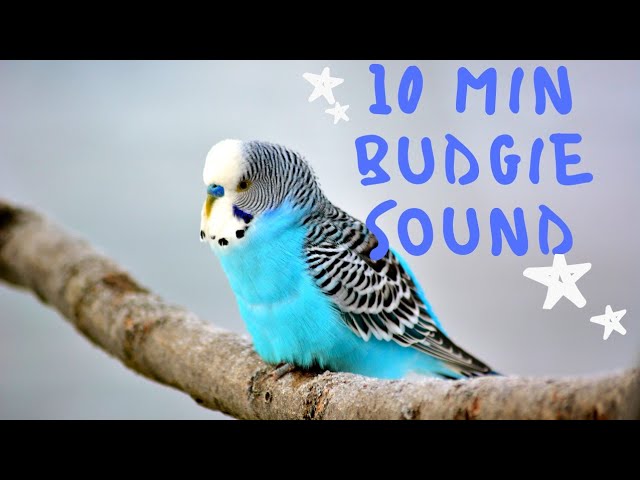 Amazing Nature Budgie Sound | Funny cute bird video compilation | Morning Bird Song