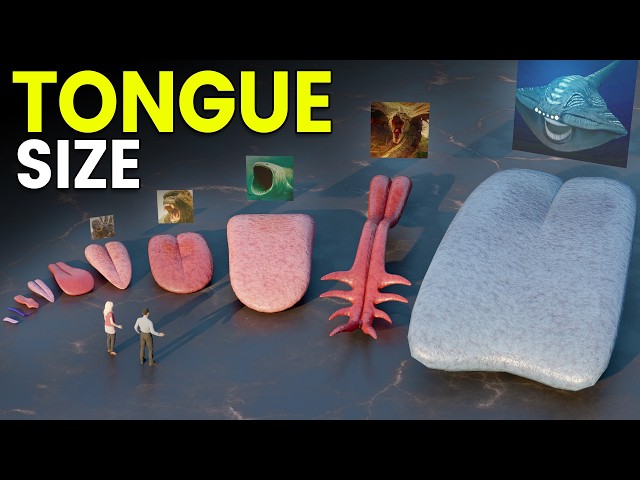 Monster & Animal Tongue Size Comparison | GODZILLA VS BLOOP