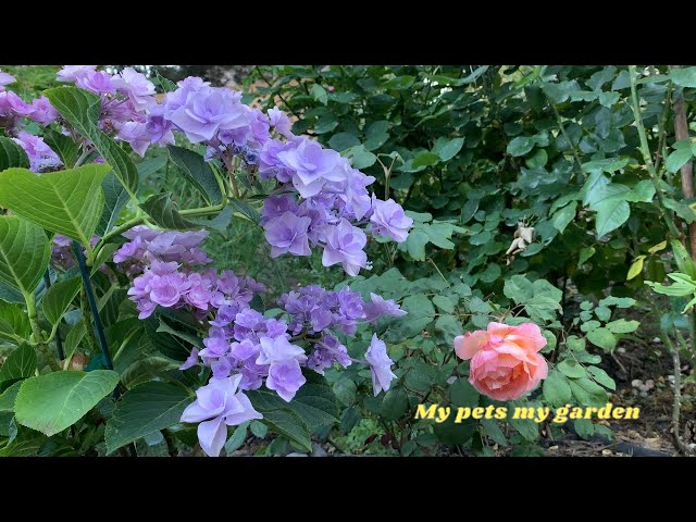 |Looking back at the scenery of my garden (9) 2024 July 5-11|Healing | Hydrangea |My pets my garden|