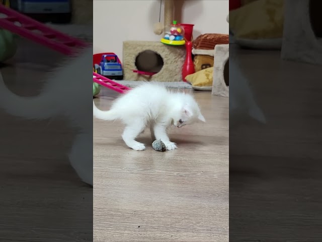 Mickey the kitten plays with a toy 3. #kitten