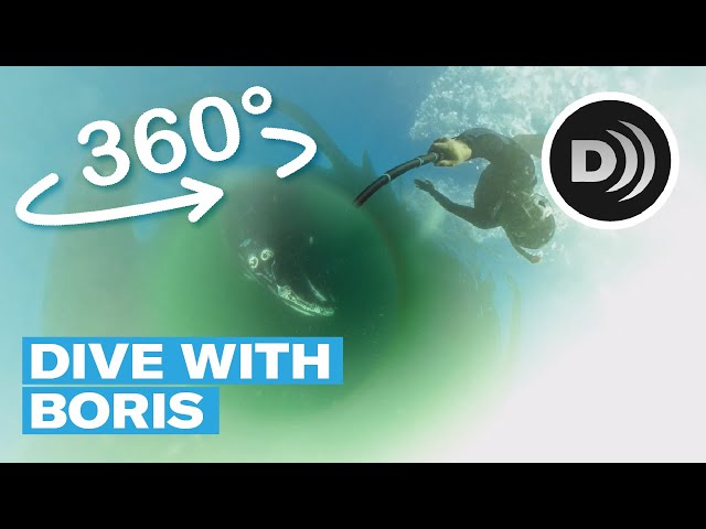 Dive with Boris | Described video version