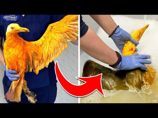 'Exotic' Bird Turns Out To Be Gull Covered In Curry - Weird News 3