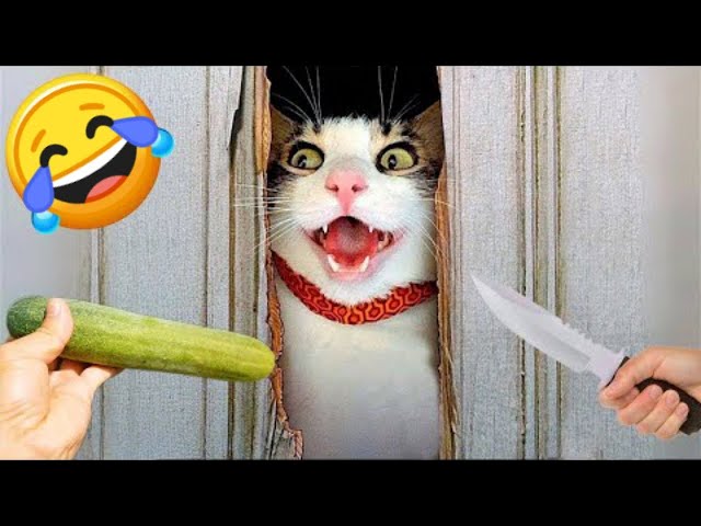 New Funny Videos 2023 😍 Cutest Cats and Dogs 🐱🐶