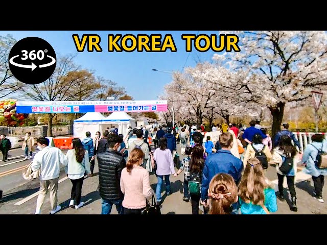 [4K 360° WALK] 3년 만의 개방 여의도 벚꽃길, 개방 첫날 윤중로 산책 - Yeouido Cherry Blossoms, Seoul VR walking tour