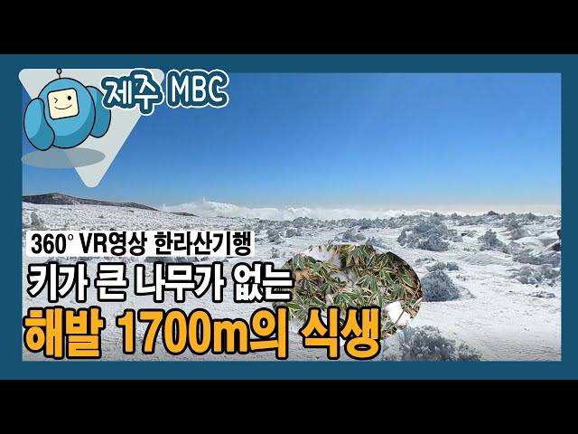 [360° VR 영상] 키가 큰 나무가 없는 ‘해발 1700m의 식생’