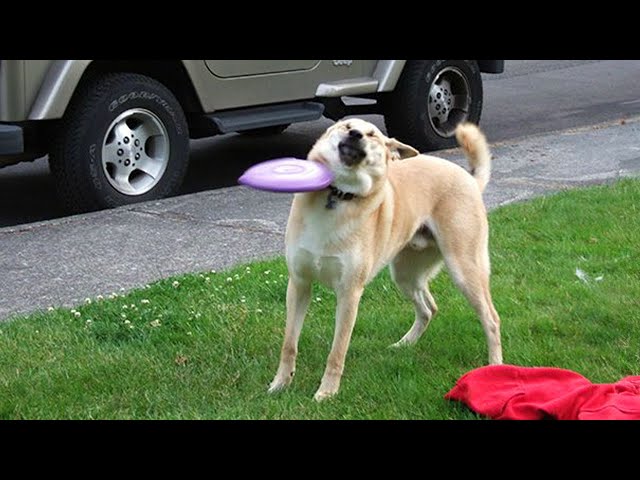 Unexpected Laugh with these Dogs 🤣🐶 New Funny Dog Videos 2024