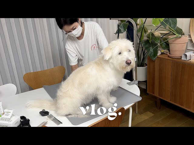 vlog. 집에서 강아지 셀프미용하고 소금빵 만드는 개집사 일상 브이로그 / 셀린느 지갑 언박싱, 채소오븐구이, 양산맛집 🍪쿠키영상있음🍪