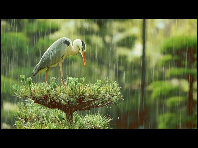 Relaxing rain sounds with birds, soothing relaxation, sounds of nature, meditation