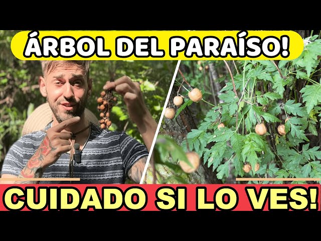 ⚠️ Paraíso: Este Árbol Esconde un secreto MORTAL! 🐜 Las Hormigas LO ODIAN!