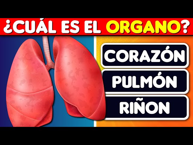 ¿Cuánto Conoces sobre el CUERPO HUMANO? 🤔🧠 35 Preguntas 🔬