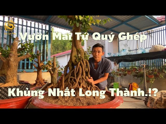 Vườn Mai Tứ Quý ghép khủng nhất Long Thành Đồng Nai!?|Vùng Đất Rồng