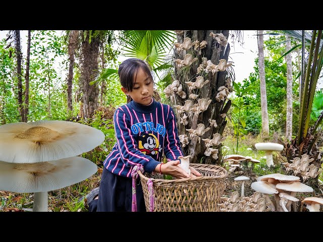 Poor Girl harvest many mushrooms go market sell, to continue her dream of going School | Poor Girl +