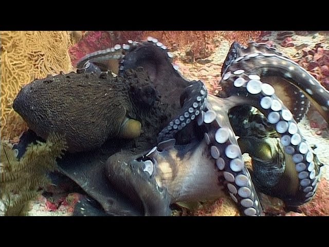 Octopus Fight - Reef Life of the Andaman - Part 25