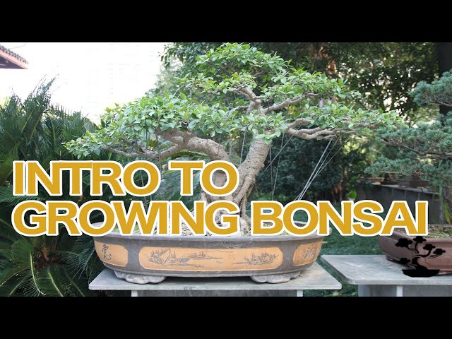 Introduction to Bonsai Tree Growing: An Overview