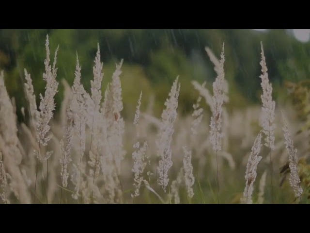 🎵 Sonido de lluvia para dormir, lluvia tropical