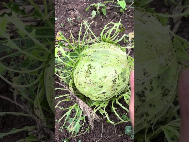 cabbage leaf worm #farm #vegetables #garden #gardening