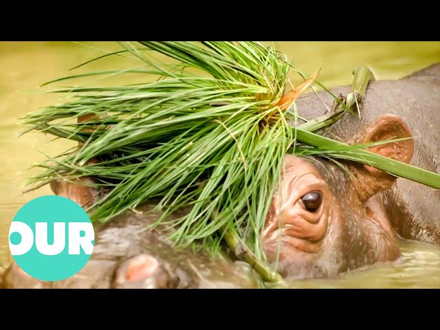 A Look At The Hippo: The Most Dangerous Animal In Africa | Extraordinary Animals | Our World