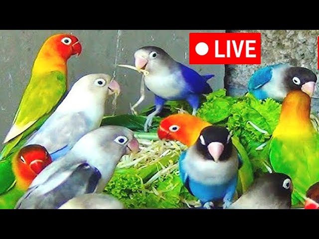 🔴Live bird live stream for cats | love birds sounds🎵🔊 | Lovebird Singing & Chirping | cat tv,