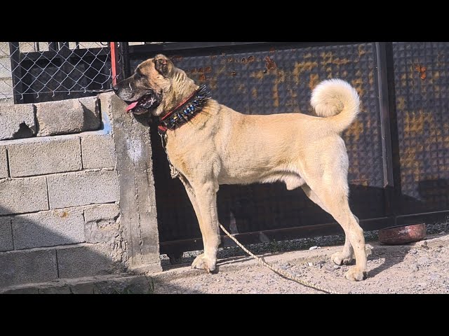 "BU DİŞİ BI EFSANE @Ugurcaglarr IN ALDIGI DİŞİNİN ÖZ BACISI(ataksoyu) DA HIZAN"#dog #wolf #bear