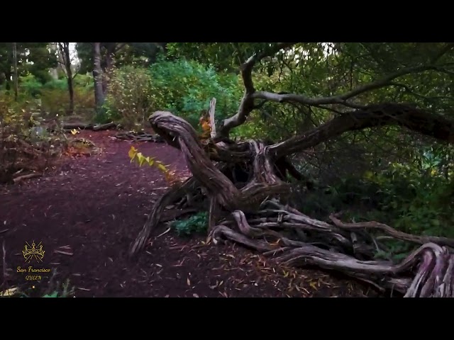 San Francisco Places to Visit 🌳 Hidden Forest in SF Golden Gate Park! 🌺