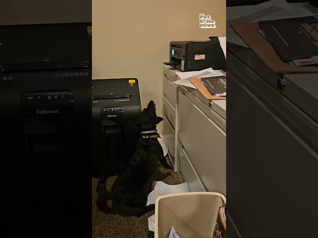 Puppy Absolutely Hates Printer Paper