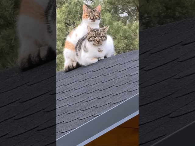 Two kittens on the roof. Pysia and Gwiazdka are watching