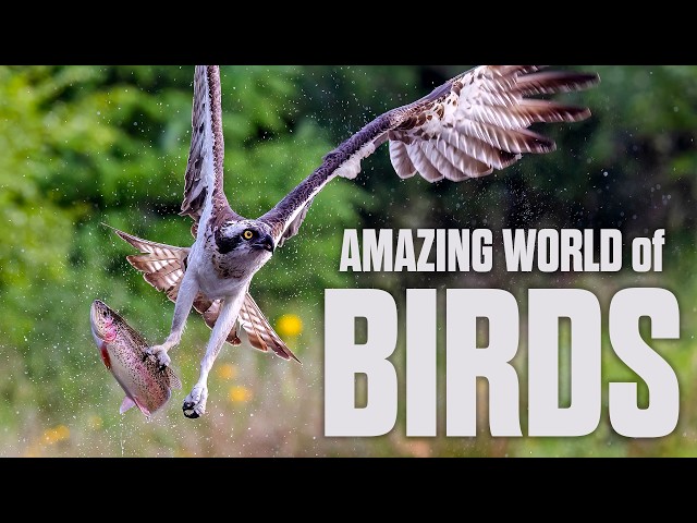 Masters of the Sky | Full Wildlife Documentary