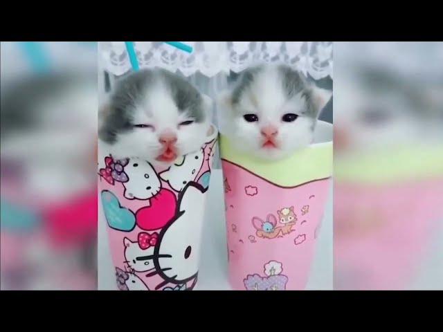 OMG So Cute Cats ♥ Best Funny Cat Videos 2021