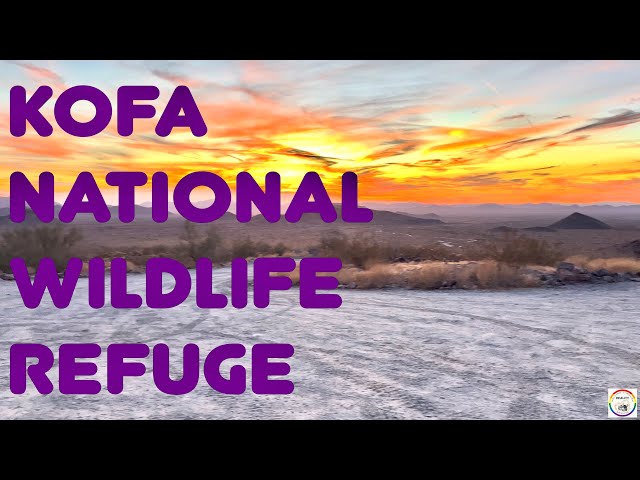 FREE CAMPING at Kofa National Wildlife Refuge