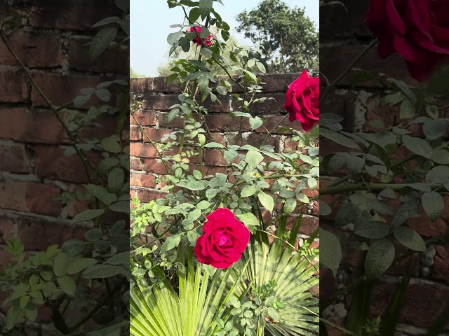 Red Roses in the Village Garden