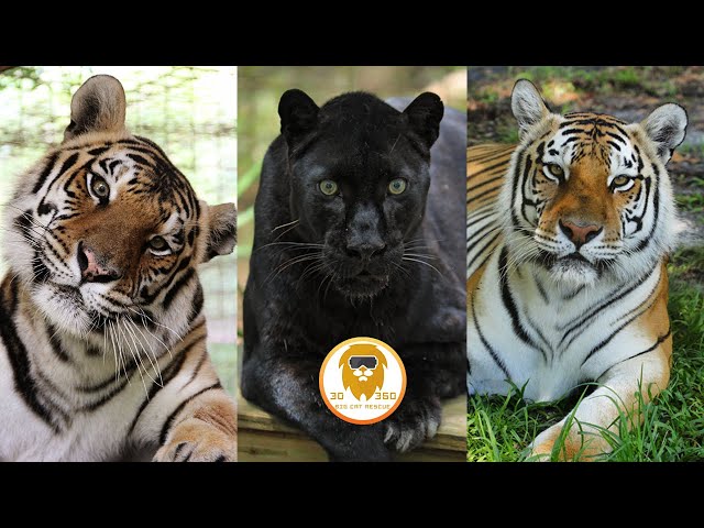 Big Cat Trio celebrate 7 year rescue-versary 3D 180VR