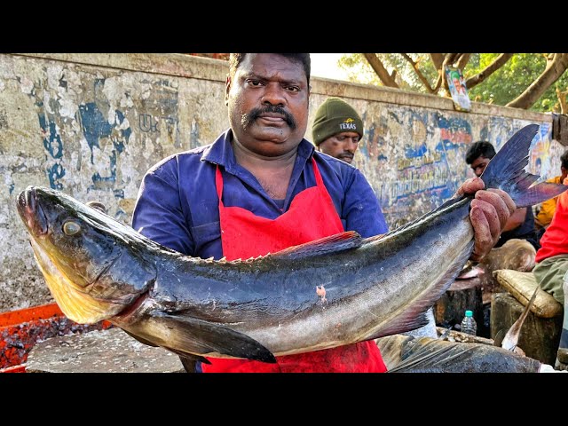 KASIMEDU 🔥 SPEED SELVAM | HUGE KADAVERA FISH CUTTING VIDEO | 4K VIDEO | KM FISH CUTTING