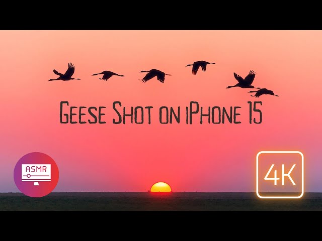 THESE GEESE COULDN’T AVOID MY IPHONE…  (4K ASMR Nature Video)