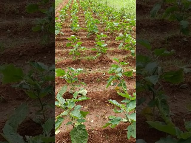 Unique Farming Design to 5kgs different vegetable per day 🥒 throughout the year part 1