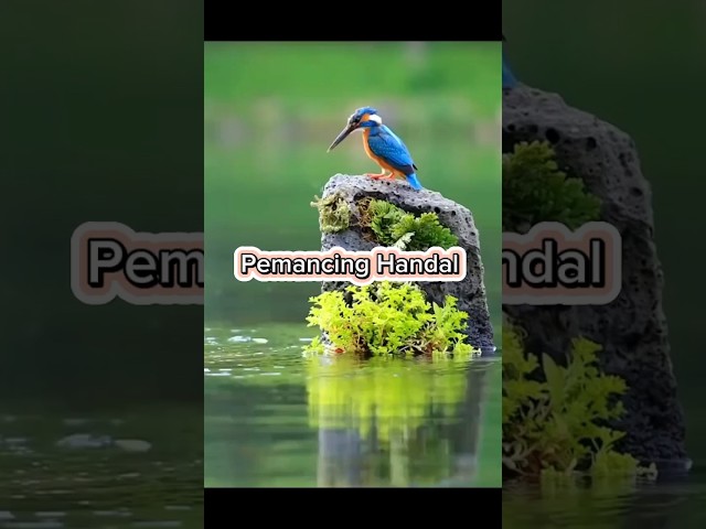 Pemancing handal 🎣 #shortvideo #youtubeshorts #duniaikan