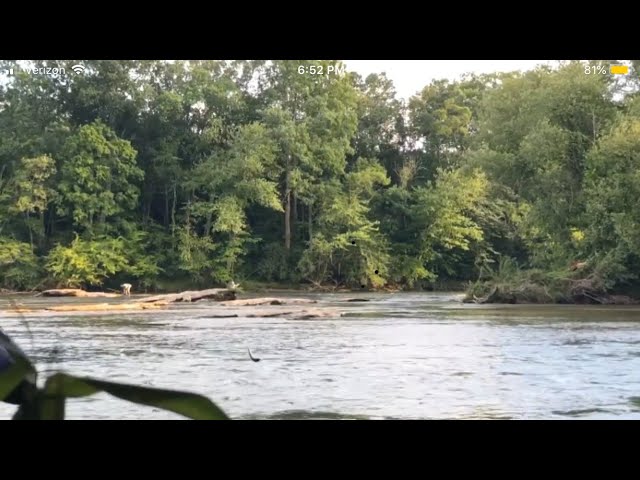 Almost Epic Jumping Rainbow Trout In Georgia