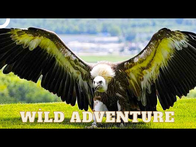 Wild Lords of the Sky | Wild Ones Episode 7 | Animal Documentary