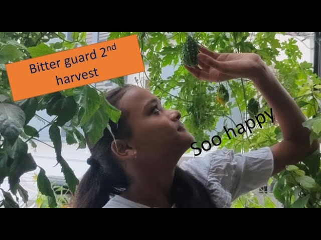 My bitter gourd 2nd harvest video |harvest |2nd time |bitter gourd |Honey Vlogs