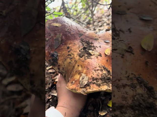 Picking Mushroom in the Santa Cruz mountains