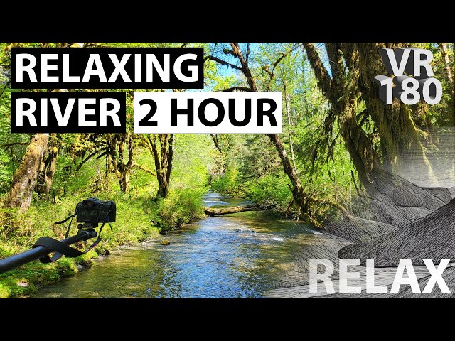 8K VR180 | Lazy Jungle River | Olympic Peninsula, Washington