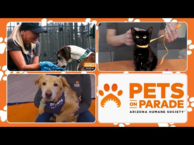 Pets on Parade | Jan 8, 2025 | Adoptable pets from the Arizona Humane Society