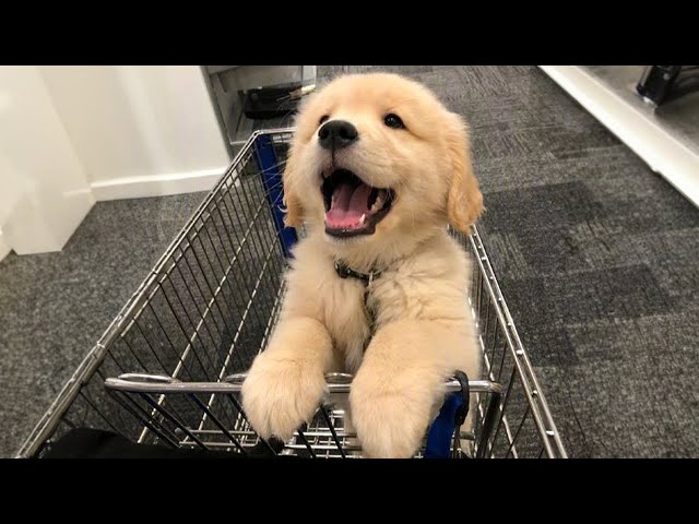 TOP HIGHLIGHTS of FUNNY PUPPIES that will make you LAUGH