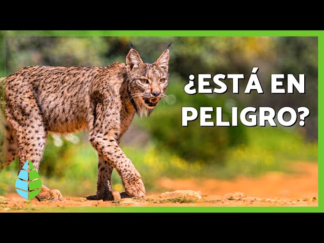 10 INTERESTING FACTS about the IBERIAN LYNX 🐱 | Is it going to DISAPPEAR?