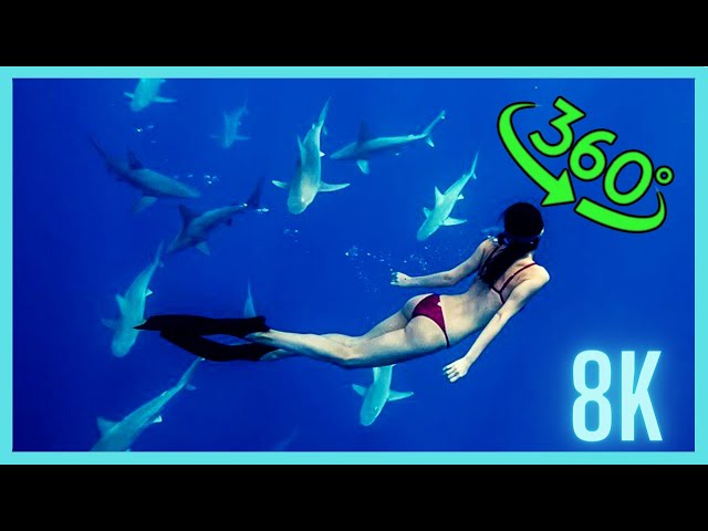 360 vr scuba diving whith Sharks