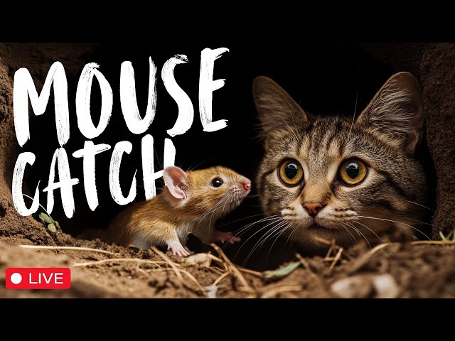 Interactive Games for Cats - Hunt the Mouse in The Hole - Cat Enrichment 🐭🐱