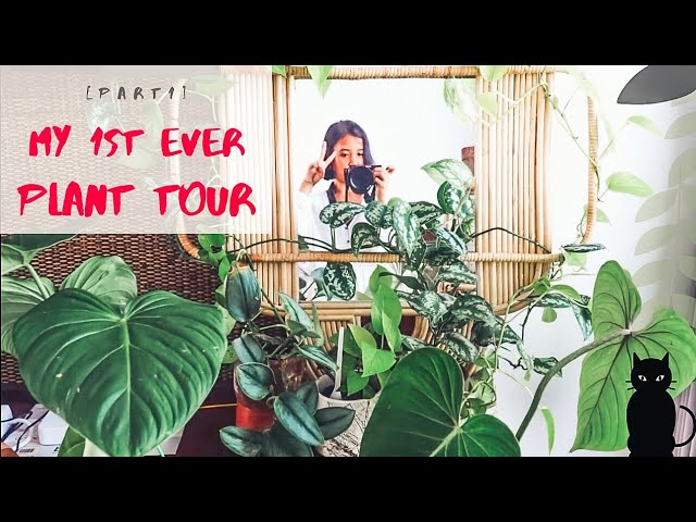 HOUSEPLANT TOUR IN INDONESIA 2020 [Part 1]