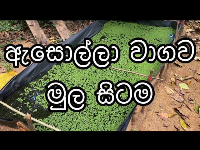 ඇසොල්ලා වගාව හරියට කරන්නේ මෙහෙමයි Asolla wagawa