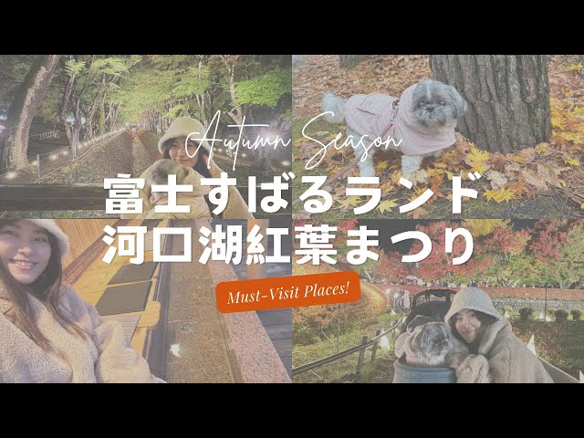 【可愛い犬 シーズー】紅葉まつり行ってきた2024.11【河口湖】