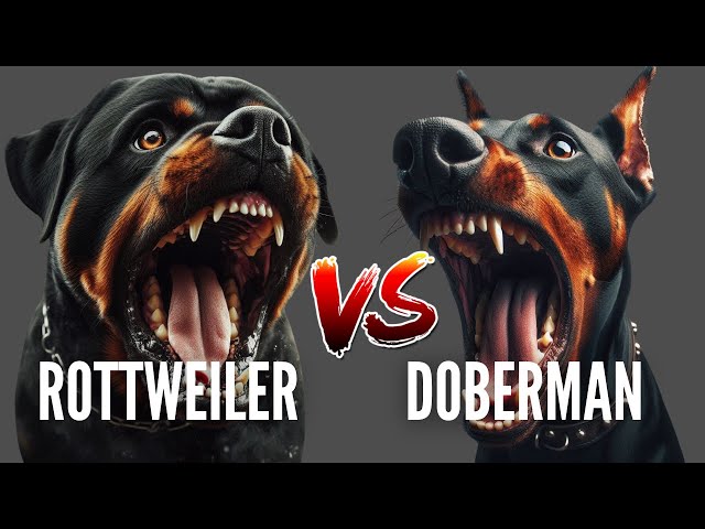 Rottweiler vs Doberman: Who's the better protector?