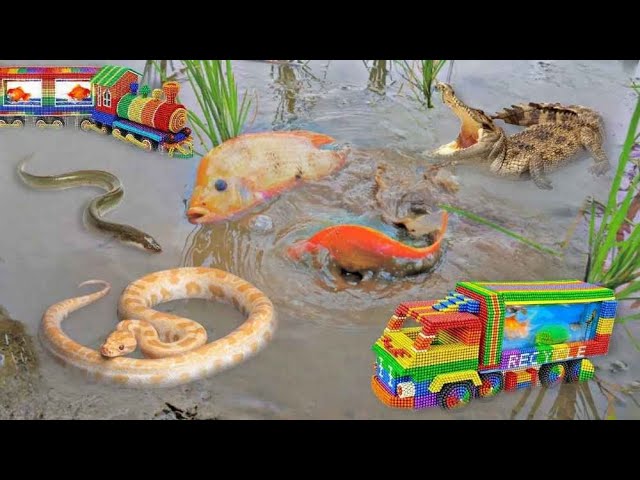 Catch Nest Tiny Aquarium Fish In Colorful Surprise Eggs, Ranchu Fish, Baby Shark, Pencil Fish, Guppy